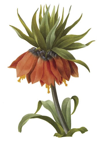 Botanical Flower