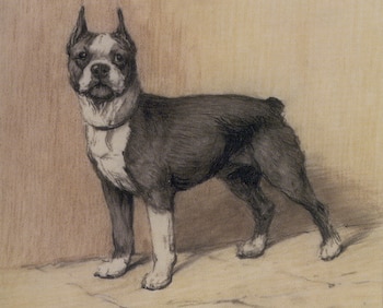 Boston Terrier Kit by Cecil Aldin