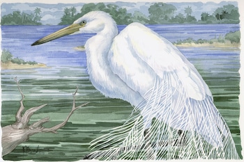 American Egret by Paul Brent