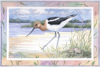 American Avocet by Paul Brent