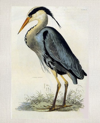Blue Heron