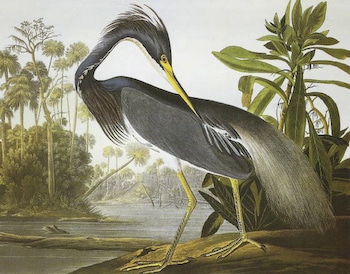 Louisiana Heron