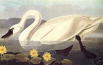 American Swan