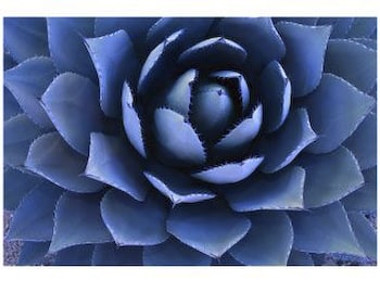 Blue Agave Flower Rug