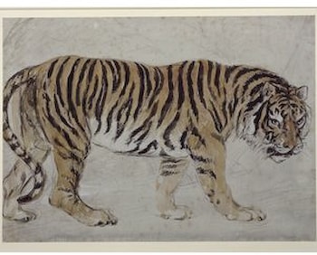 Landseer Tiger