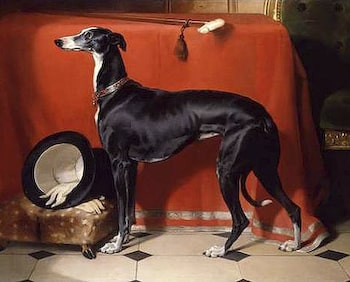 Greyhound