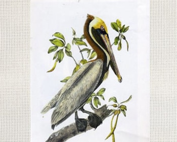 Brown Pelican Kit (with silk threads)