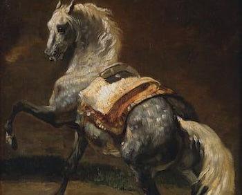 Gray Stallion