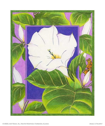 Angels Trumpet Flower by Amy Noon