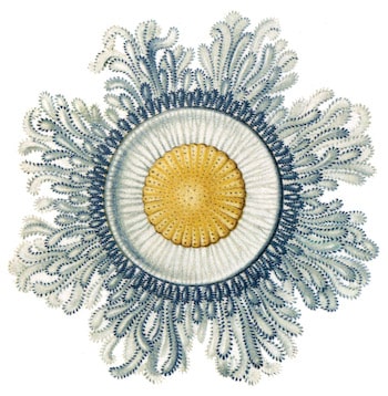 Sea Life Coaster Set Four