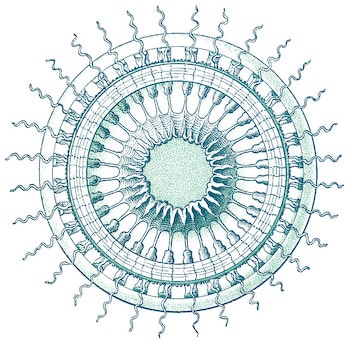 Sea Life Coaster Set Four