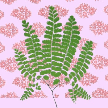 Indian Pink by Barbara Mangini