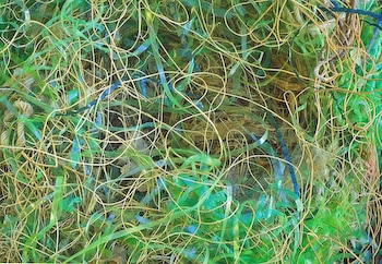 Nest Up Close