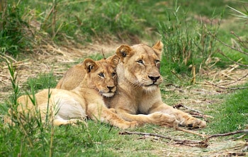 Lioness and Cub by Guy Huntington