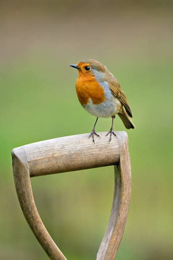Robin from Wirral Kit by Guy Huntington (pearle cotton)