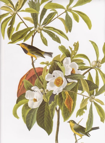 Bachman's Warbler Kit