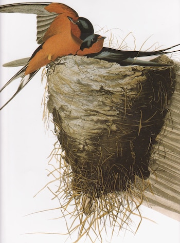 Barn Swallow