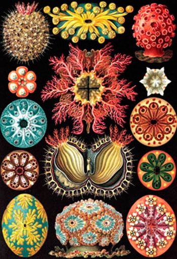 Sea Life Design II