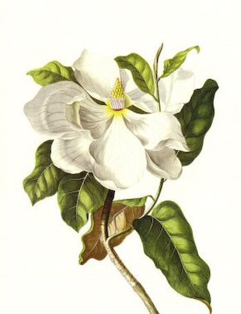 Large Dionysius Magnolia