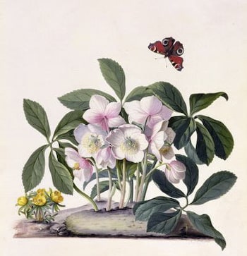 Christmas Rose by Dionysius