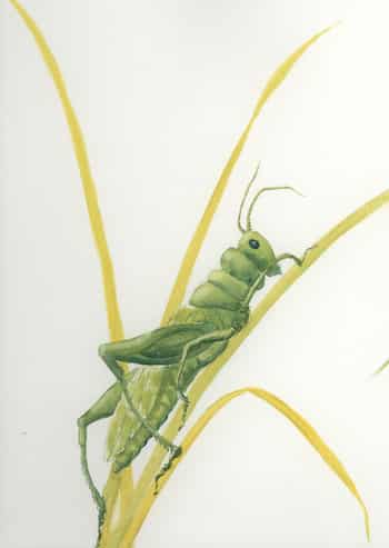 Grasshopper by Judythe Meagher