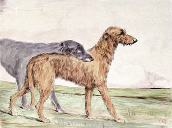 Irish Wolfhounds