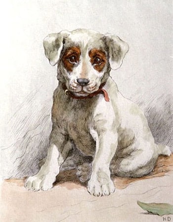 Jack Russell Terrier Puppy