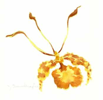 Orchid Kit by Judythe Meagher
