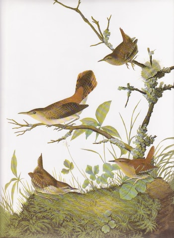 Wren Kit (with silk threads)