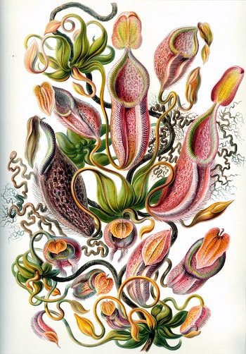 Sea Life Design III