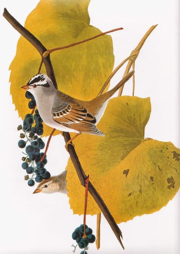 Sparrow