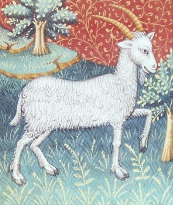 Capricorn Kit