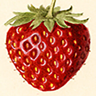 Strawberry Key Leather FOB Insert Needlepoint Canvas