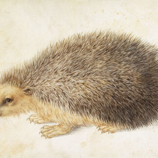 Hedgehog Needlepoint Canvas by Hans Hoffman