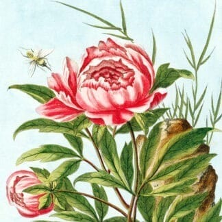 Peony Needlepoint Kit