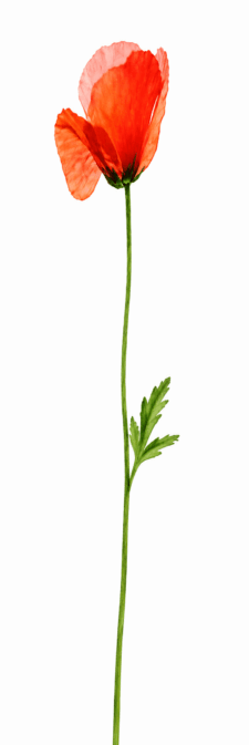 Single red poppy flower on a long green stem with lobed leaves against a white background